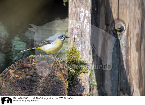 Gebirgsstelze / European grey wagtail / WS-11051