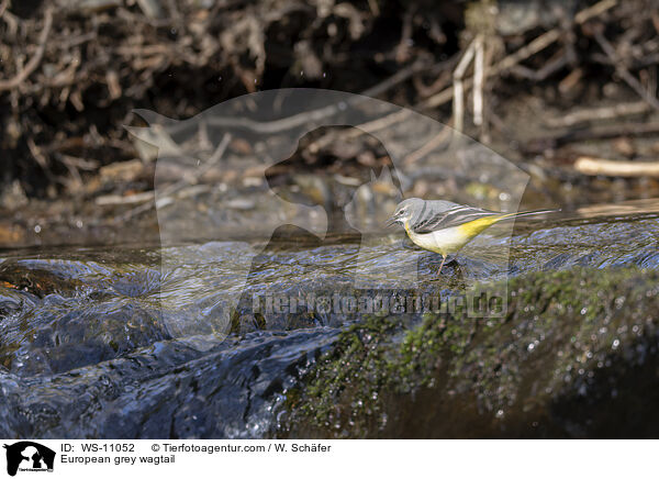 Gebirgsstelze / European grey wagtail / WS-11052