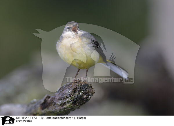 Gebirgsstelze / grey wagtail / THA-11473