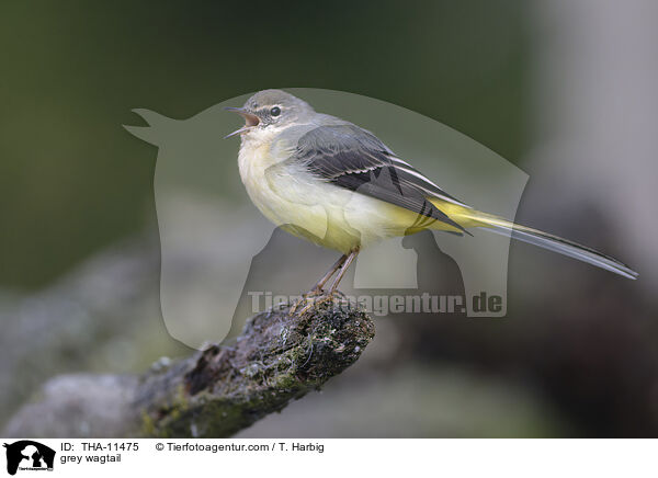 Gebirgsstelze / grey wagtail / THA-11475