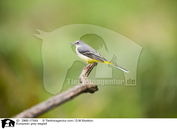 Gebirgsstelze / European grey wagtail / DMS-17569