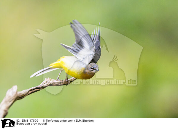 Gebirgsstelze / European grey wagtail / DMS-17699