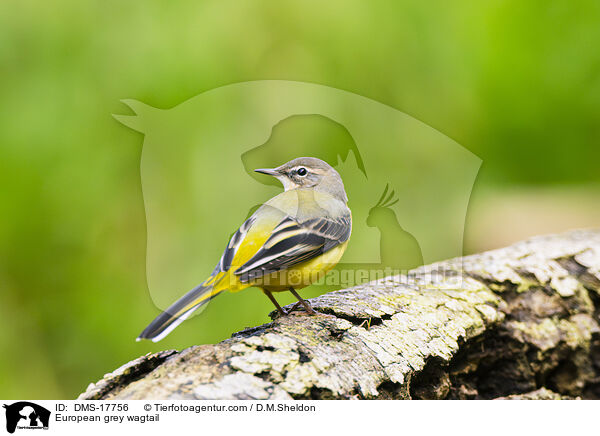 Gebirgsstelze / European grey wagtail / DMS-17756