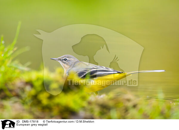 Gebirgsstelze / European grey wagtail / DMS-17818