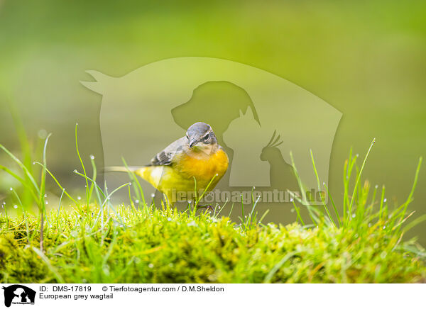 Gebirgsstelze / European grey wagtail / DMS-17819
