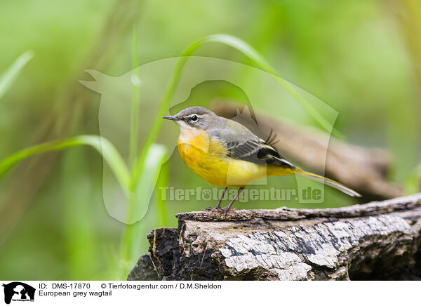 Gebirgsstelze / European grey wagtail / DMS-17870