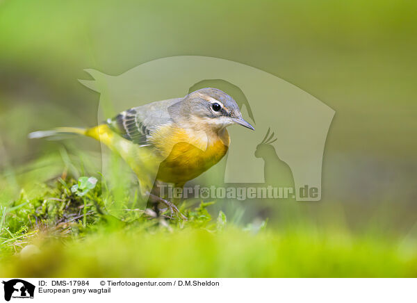 Gebirgsstelze / European grey wagtail / DMS-17984