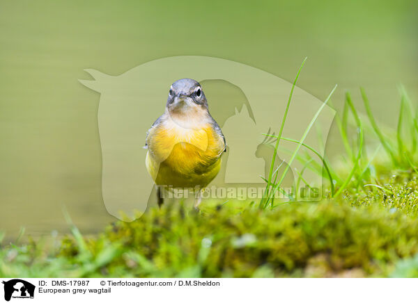 Gebirgsstelze / European grey wagtail / DMS-17987