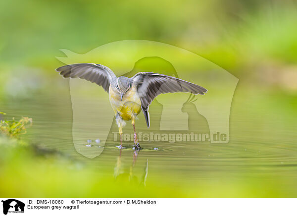 Gebirgsstelze / European grey wagtail / DMS-18060