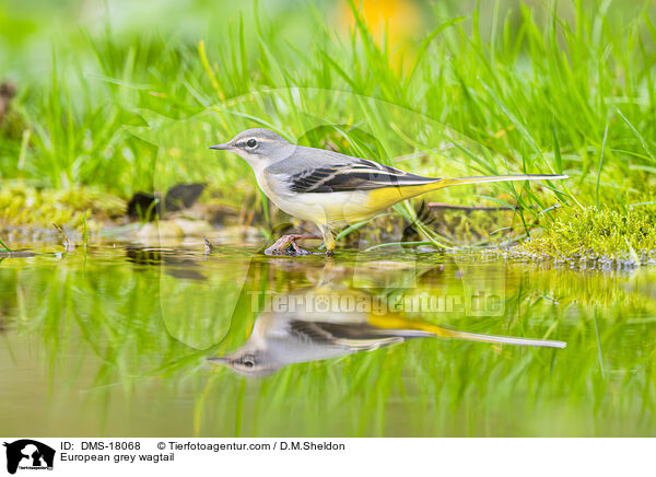 Gebirgsstelze / European grey wagtail / DMS-18068