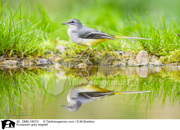 Gebirgsstelze / European grey wagtail / DMS-18072