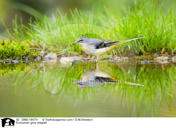 Gebirgsstelze / European grey wagtail / DMS-18074