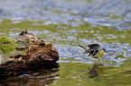 grey wagtail