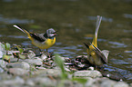 grey wagtails