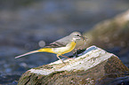 sitting Grey Wagtail