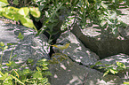 sitting Grey Wagtail