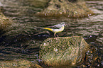 sitting Grey Wagtail