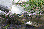 sitting Grey Wagtail