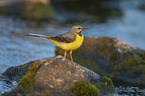 grey wagtail