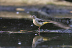 grey wagtail