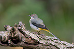 grey wagtail