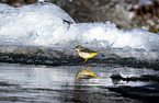 grey wagtail