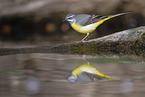 grey wagtail