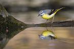 grey wagtail