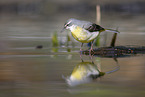 grey wagtail