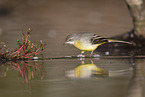 grey wagtail
