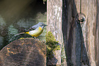 European grey wagtail