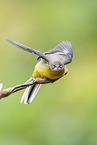 European grey wagtail