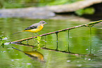 European grey wagtail