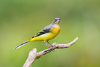 European grey wagtail