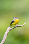 European grey wagtail
