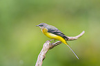 European grey wagtail