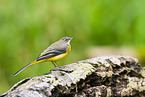 European grey wagtail