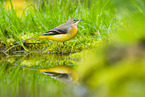 European grey wagtail