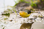 European grey wagtail