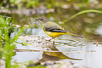 European grey wagtail