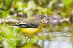 European grey wagtail