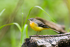 European grey wagtail