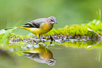 European grey wagtail