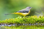 European grey wagtail
