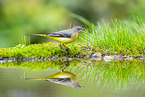 European grey wagtail