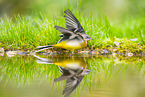 European grey wagtail