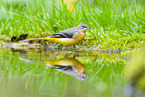 European grey wagtail