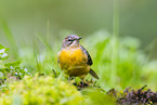 European grey wagtail