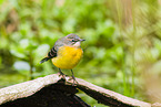 European grey wagtail