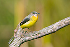 European grey wagtail